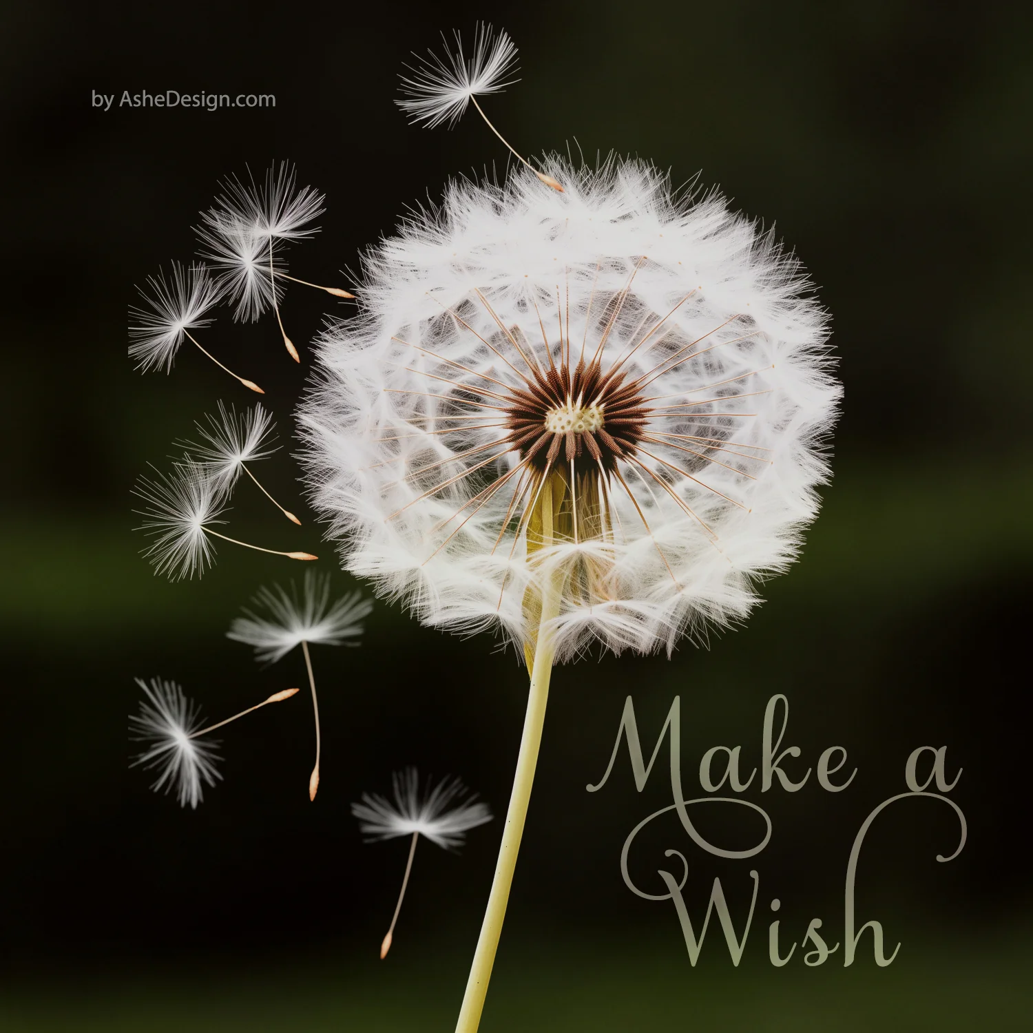 Designer Gems - Dandelion Overlays - Image 4